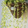 XERGY Artificial Vine Leaf LED Fairy String Light Ideal for Bedroom,Garden,Birthday & Festive Décor,Diwali Lights & Christmas,Party Diwali Lights for Decoration Home (3x1Meter,Corded Electric) Visit the XERGY Store - Image 5